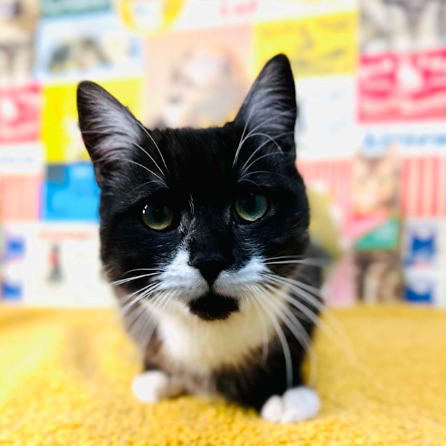 Photo of Henson   Located In Preston