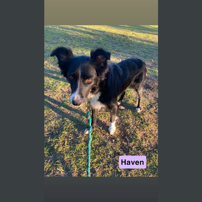 Photo of Haven ~ 2yo Border Collie