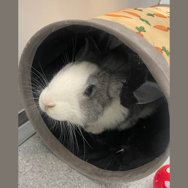 Photo of Trevor (Bonded To Bella)