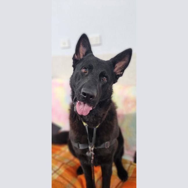 Photo of Ebony