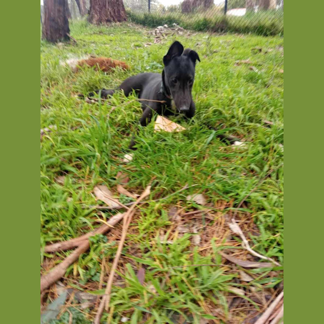 Photo of Tee. 26kg Cat Friendly