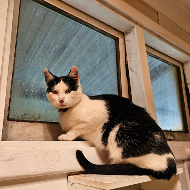 Photo of Purrdy