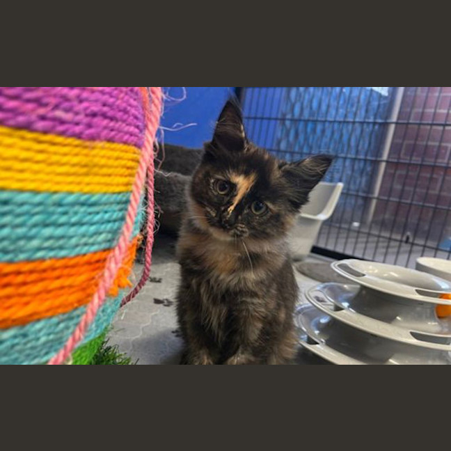 Photo of Maple