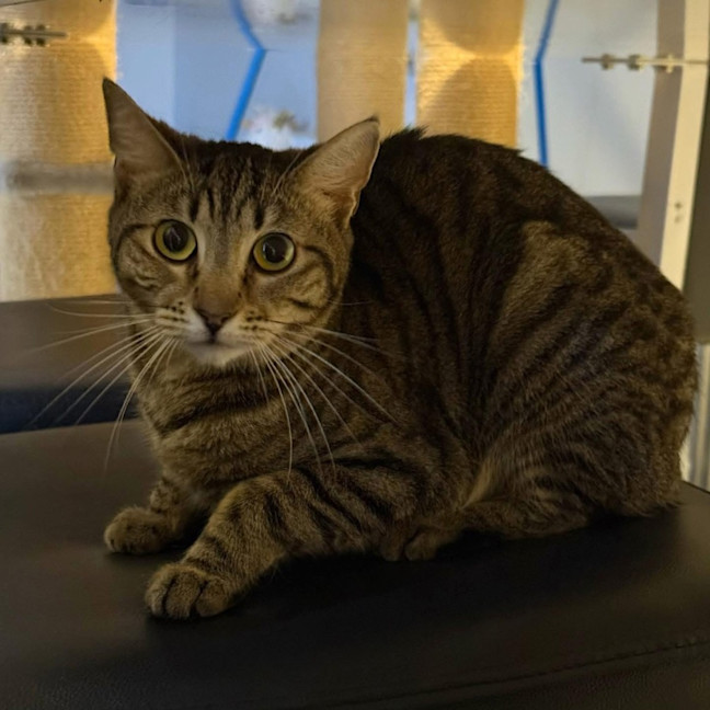 Photo of 9192   Apple Pie