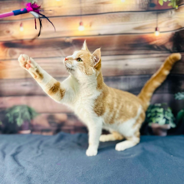 Photo of Jabba (Located In Coburg)