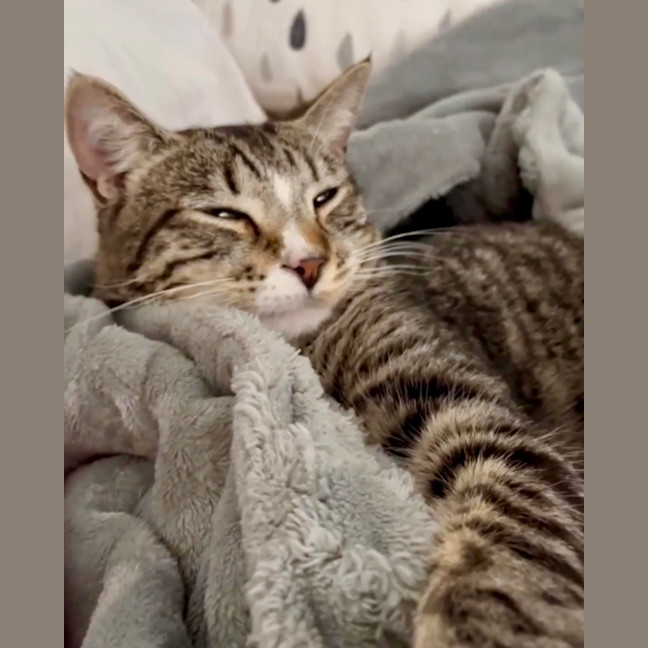 Photo of Peach