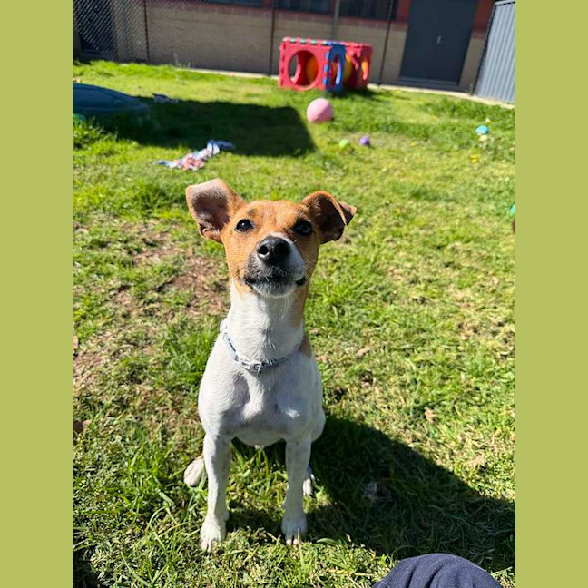 Photo of Chevy