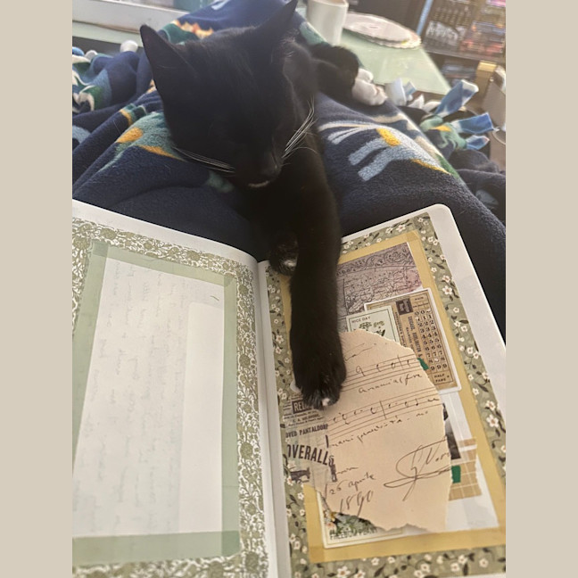 Photo of Kismet (Keith)