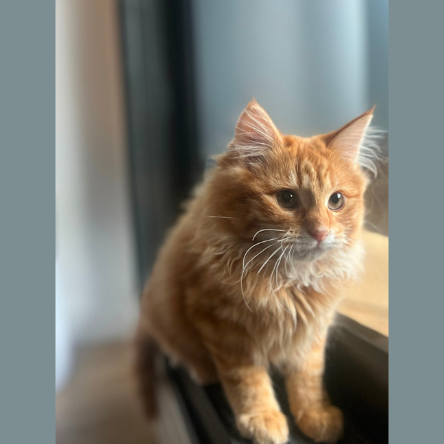 Photo of Sam   Located In Kensington
