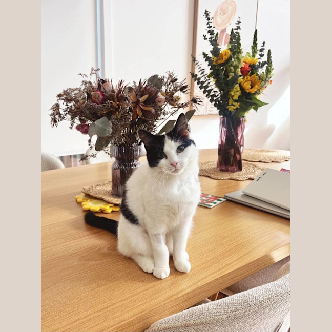 Photo of Moo