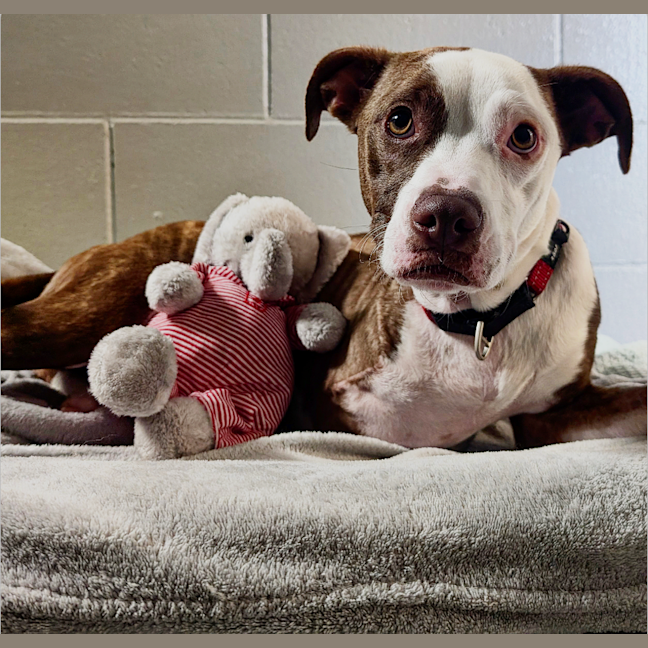 Photo of Stella 