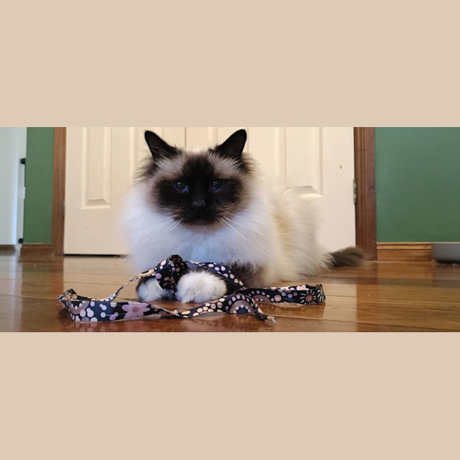 Photo of Basil And Chives 