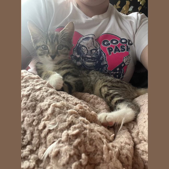 Photo of Tax Evasion And Debt Collector