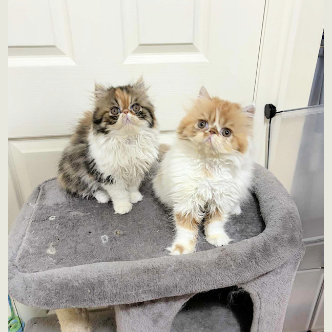 Photo of 🦄Lucille & Maeby🦄
