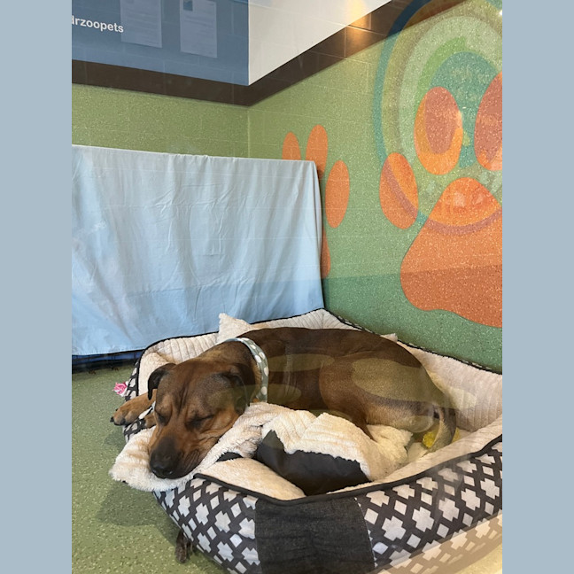 Photo of Rosco