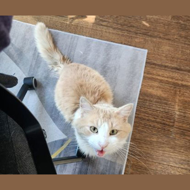 Photo of Churro