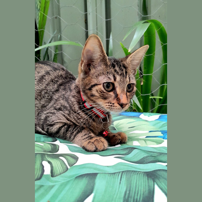 Photo of Gordon
