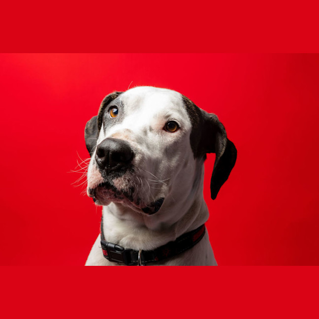 Photo of Bruno   2 Year Old Great Dane X Bull Arab