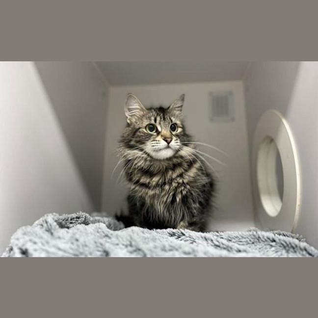 Photo of Purdy Puss 
