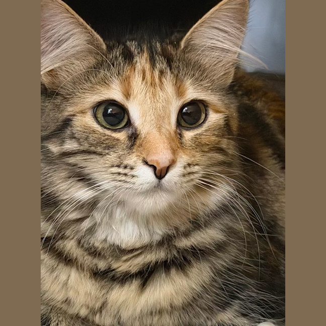Photo of Hissy Elliot *9 Lives Project Rescue*