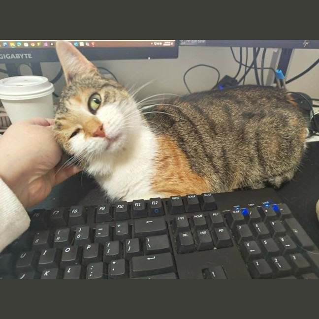 Photo of Purrtunia