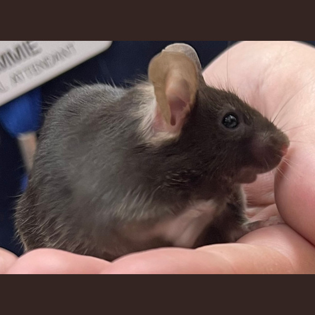 Photo of Queso