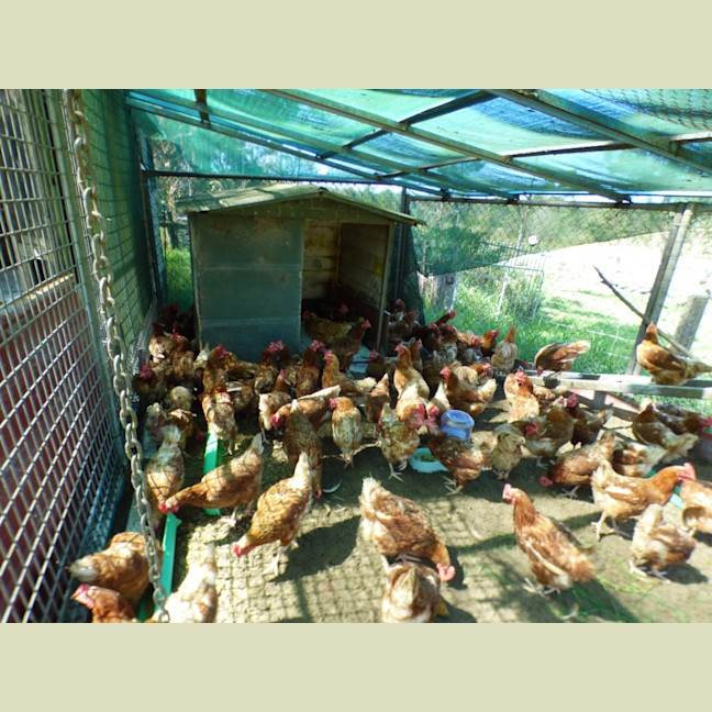 Photo of Chickens