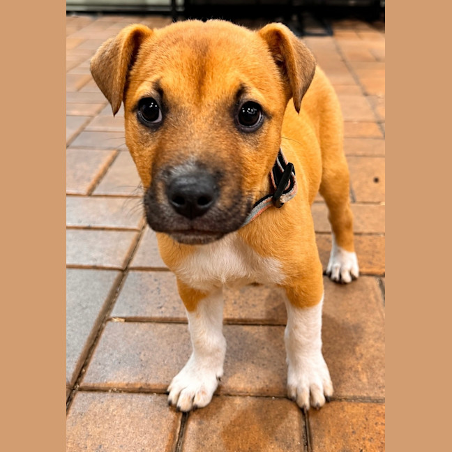 Photo of Otis