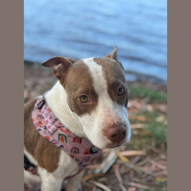 Photo of Bella