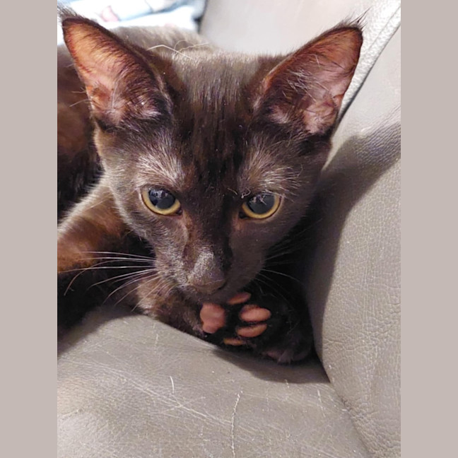 Photo of Skye