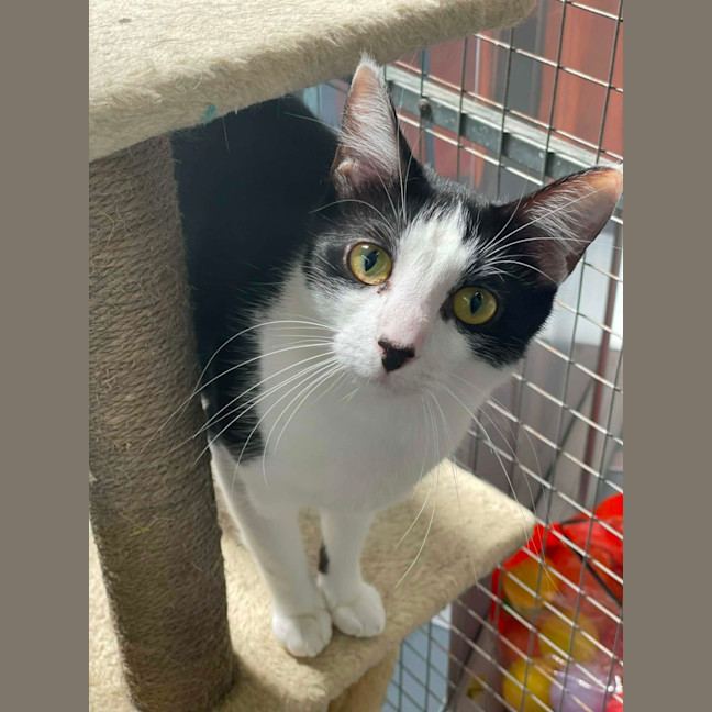 Photo of Magpie **2nd Chance Cat Rescue**
