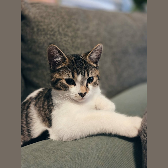 Photo of Acorn   In Foster Care In Northcote