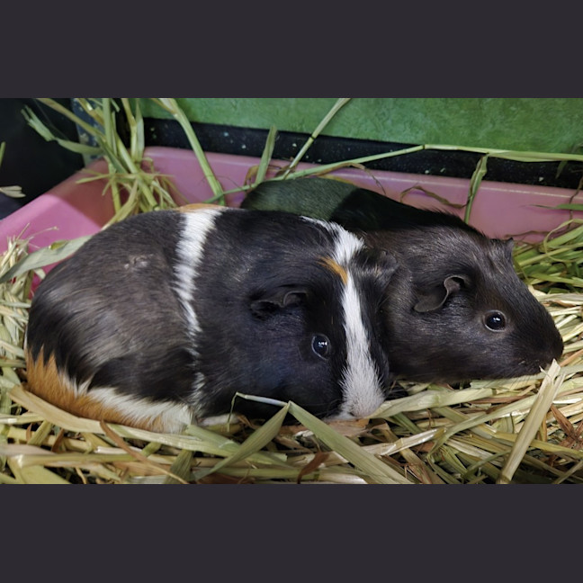 Photo of Alexandria (Bonded With Isabella)