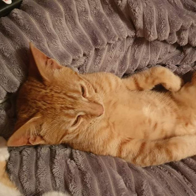 Photo of Dora The Explorer