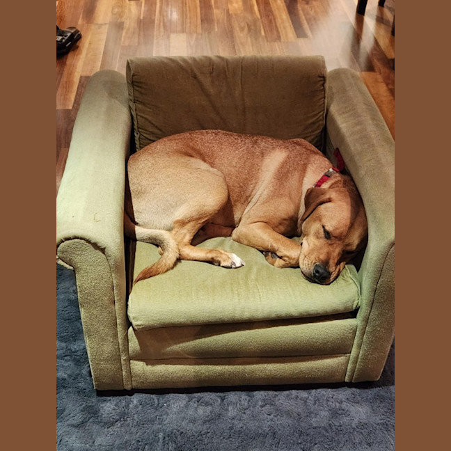 Photo of Boof   1 Year Old Mastiff X Labrador