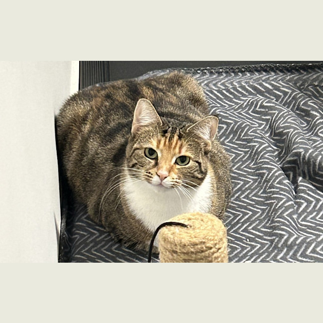 Photo of Penny