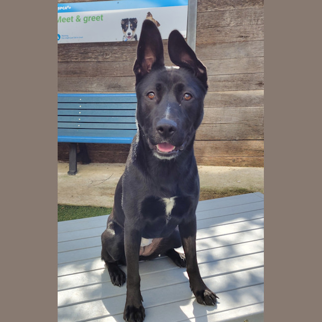 Photo of Nova