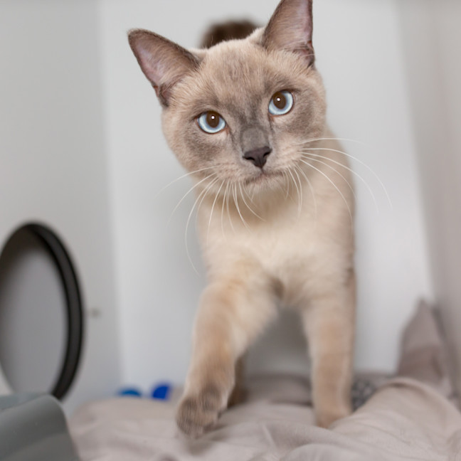 Photo of Bruno Romeo