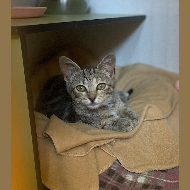 Photo of Petunia