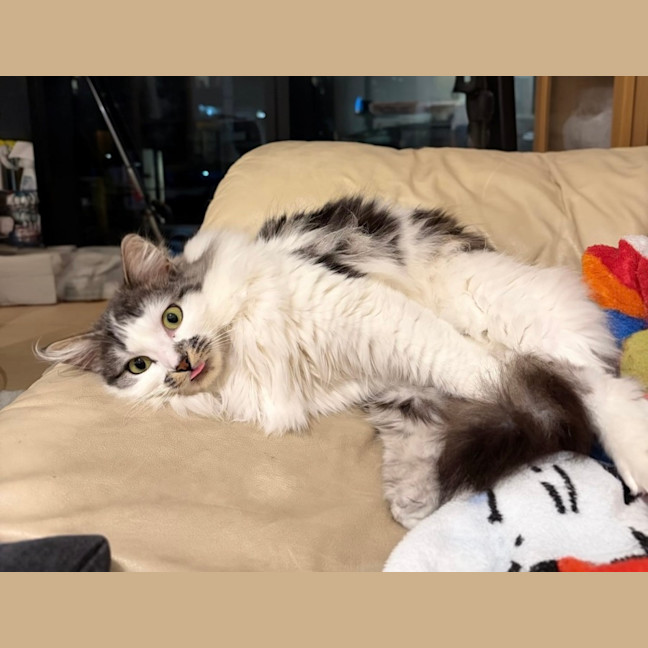 Photo of Bindi