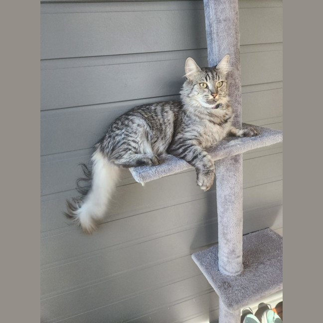 Photo of Ferdinand (Freddie)   Assisted Rehoming