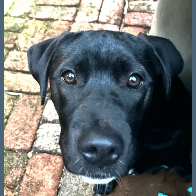 Photo of Pipi