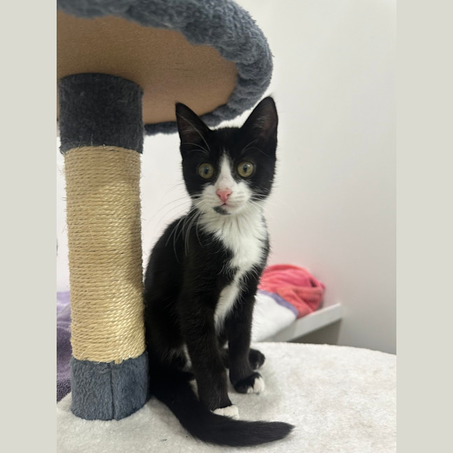 Photo of Sox