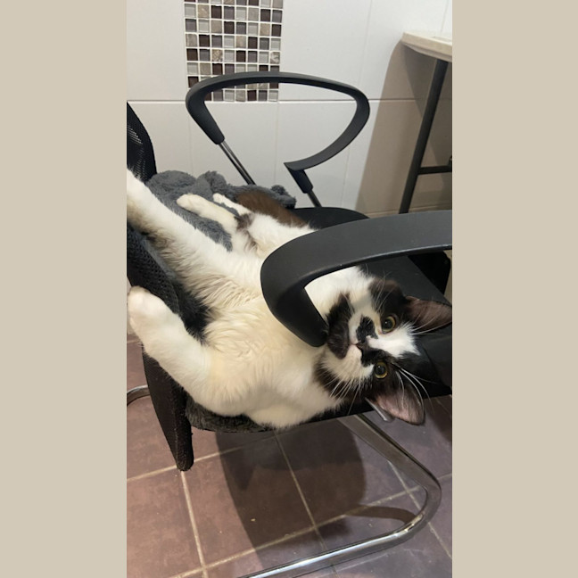 Photo of Rhunarb   Pet Quarters Broadmeadow 