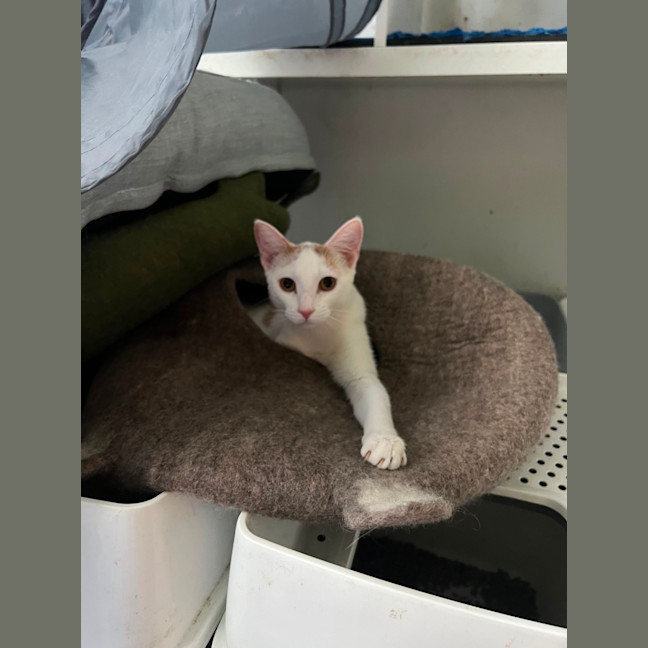 Photo of Russ ( Lazerus )