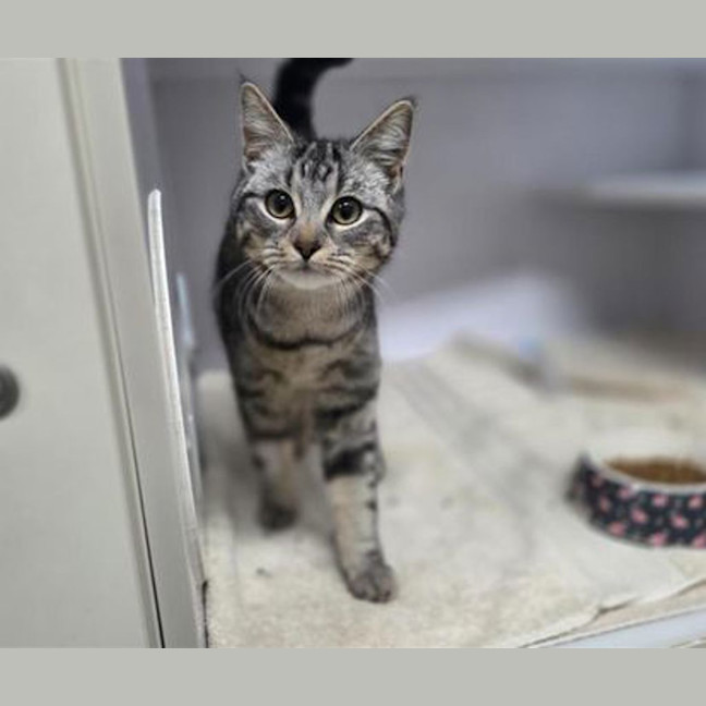 Photo of Tabby