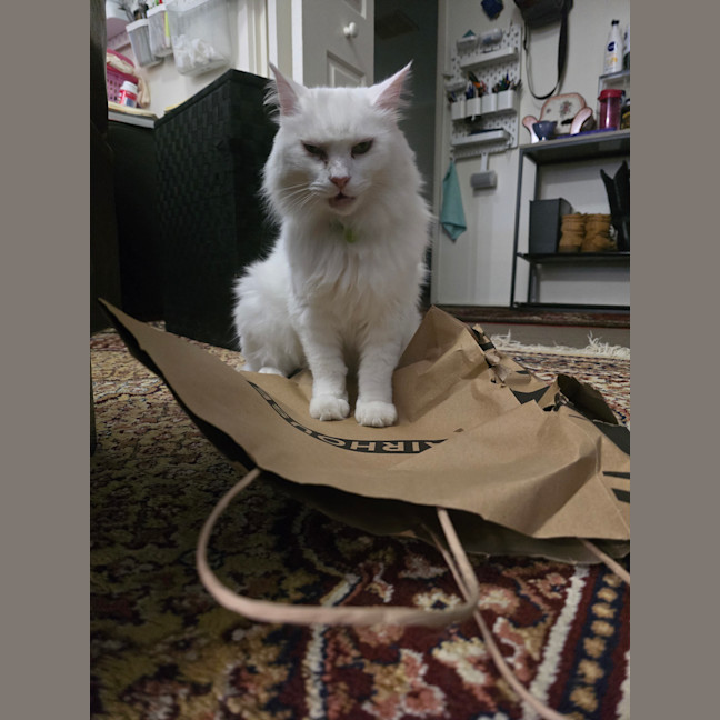 Photo of Cat