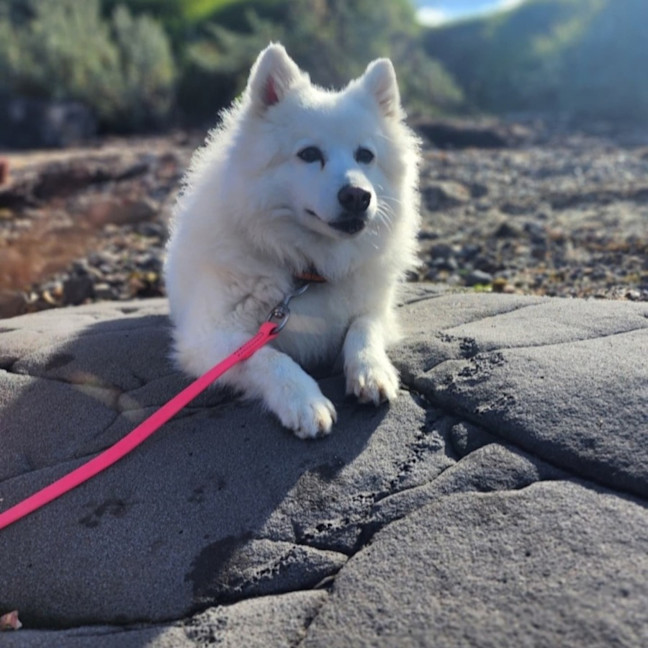Photo of Silas 