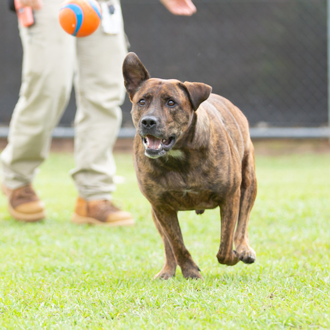 Photo of Rusty