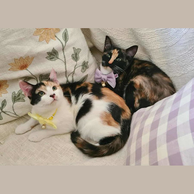 Photo of Phoenix And Helia